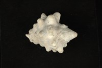 藏品(大岩螺)的圖片
